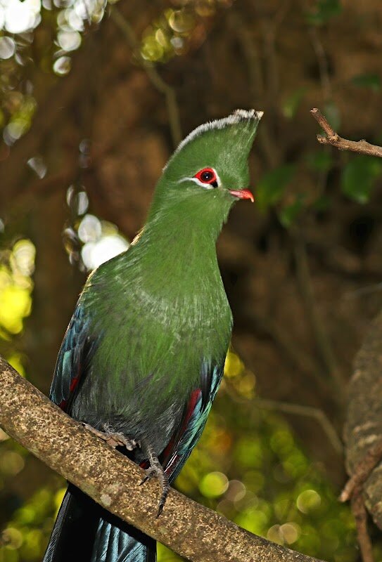 Birds of Eden – Knysna, Route des Jardins (photo 1)