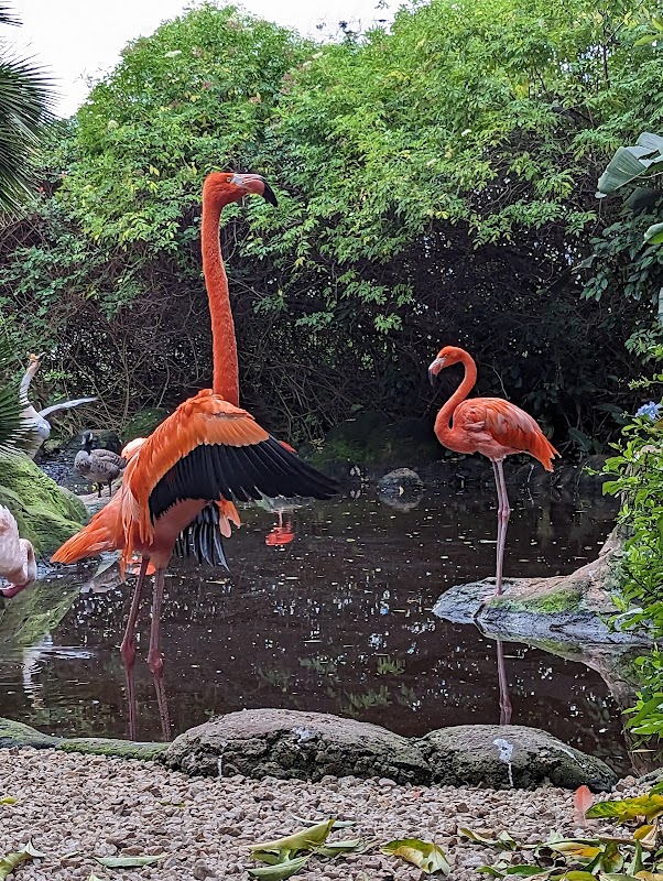 Birds of Eden – Knysna, Route des Jardins (photo 3)