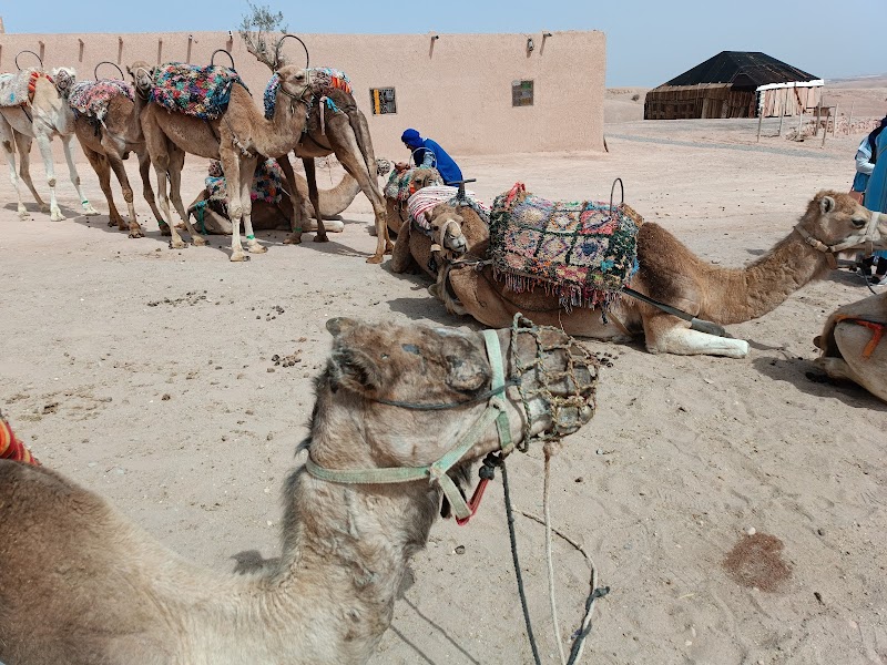 Camel trekking sunset – Désert d'Agafay (photo 3)