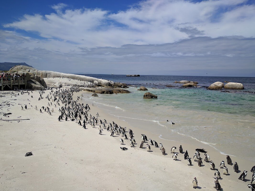Cape Point et Boulders Beach – Péninsule du Cap (photo 1)