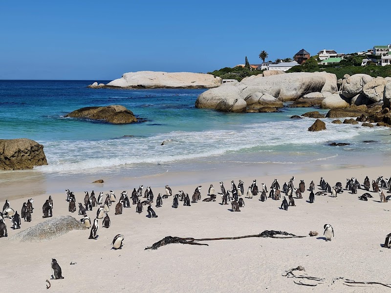 Cape Point et Boulders Beach – Péninsule du Cap (photo 2)