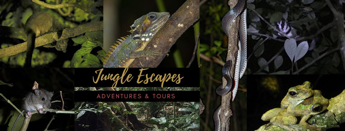 Cape Tribulation - Daintree - Night Walks - Spotlighting - Day Walk Tours – 141 Camelot Cl, Cape Tribulation QLD 4873, Australia (photo 1)