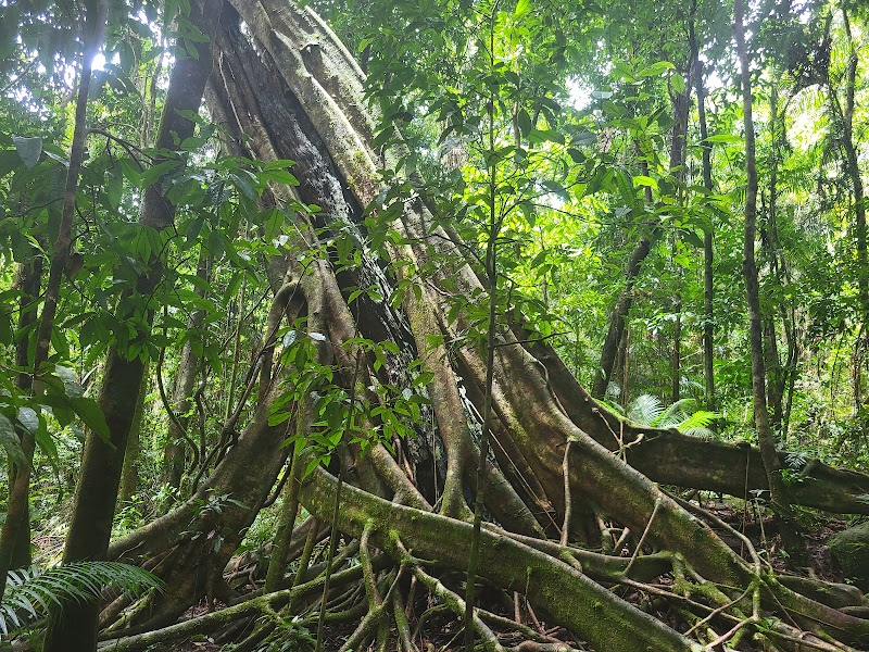 Cape Tribulation - Daintree - Night Walks - Spotlighting - Day Walk Tours – 141 Camelot Cl, Cape Tribulation QLD 4873, Australia (photo 3)