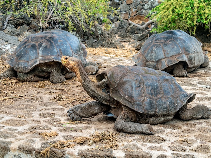Centre de Recherche Charles Darwin – Puerto Ayora, Galápagos (photo 3)