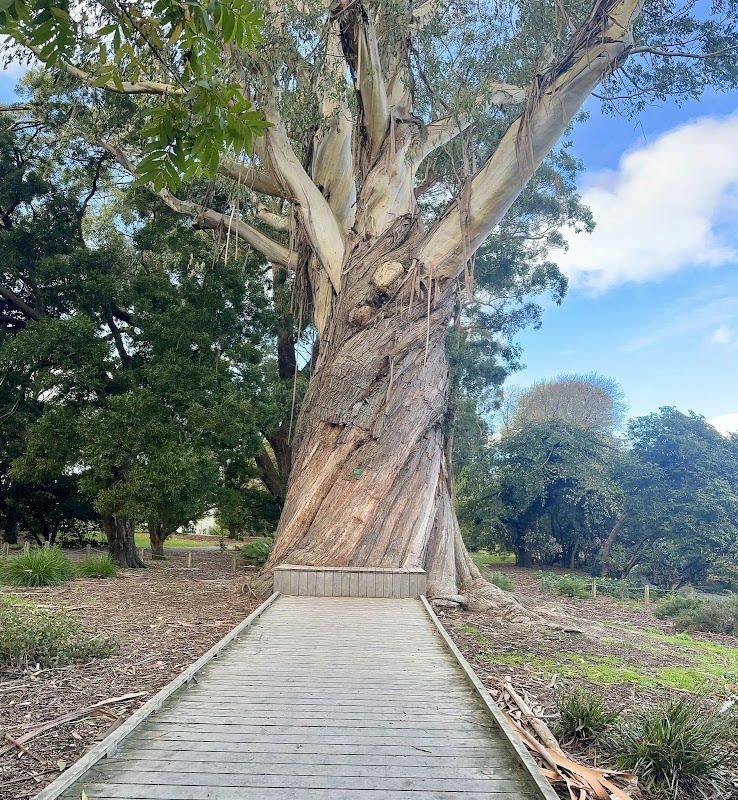 Christchurch Botanic Gardens – Rolleston Avenue, Christchurch, Nouvelle-Zélande (photo 3)