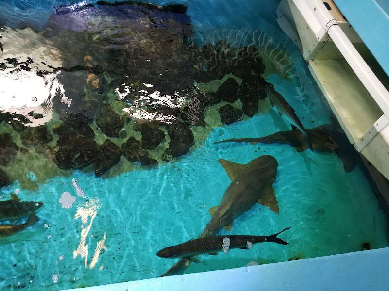 Clearwater Marine Aquarium – Clearwater Beach (photo 2)