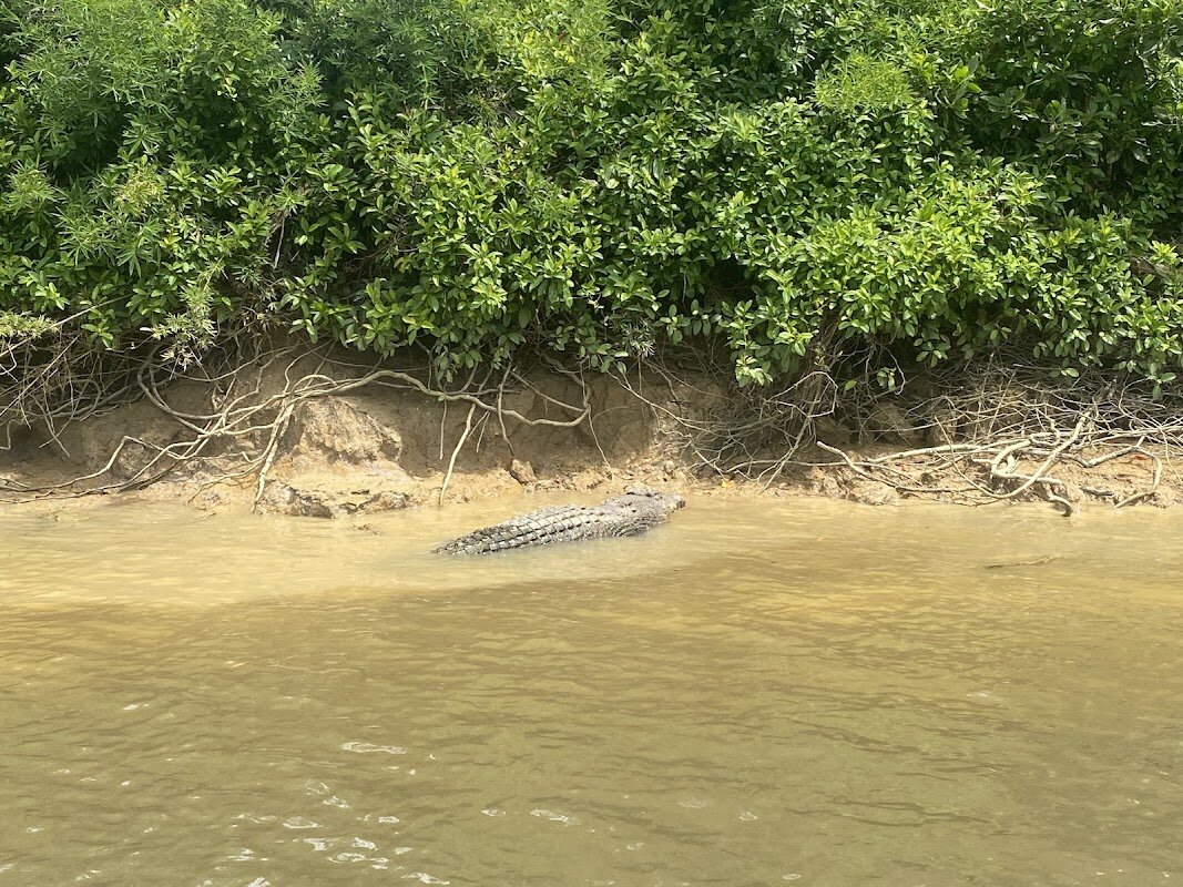 Crocodile Express Greater Daintree Wildlife Cruises – 315 Cape Tribulation Rd, Lower Daintree QLD 4873, Australia (photo 1)