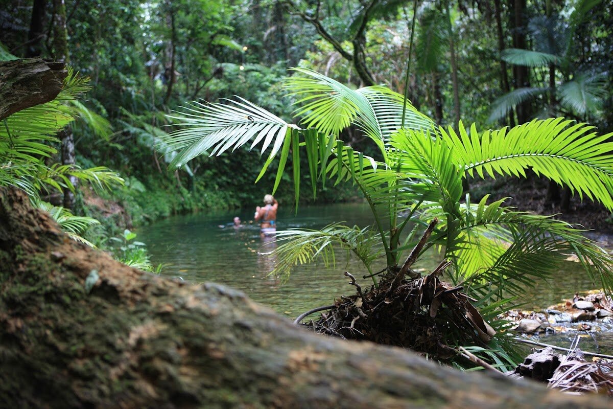 Daintree Tours – Kiosk 1, 11/17 Macrossan St, Port Douglas QLD 4877, Australia (photo 1)