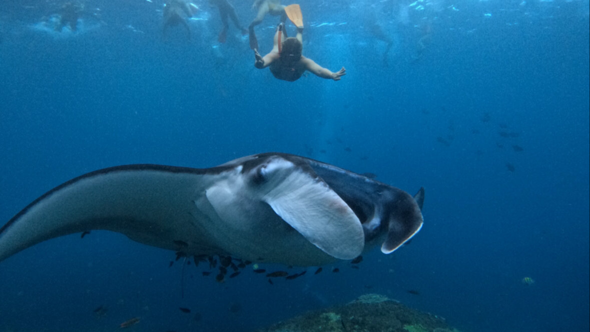 Day trip Nusa Lembongan avec snorkeling – Nusa Lembongan (photo 1)