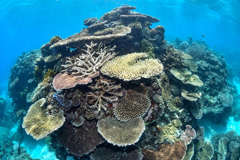 Down Under Cruise and Dive – Reef Fleet Terminal, 1 Spence St, Cairns City QLD 4870, Australia (photo 3)