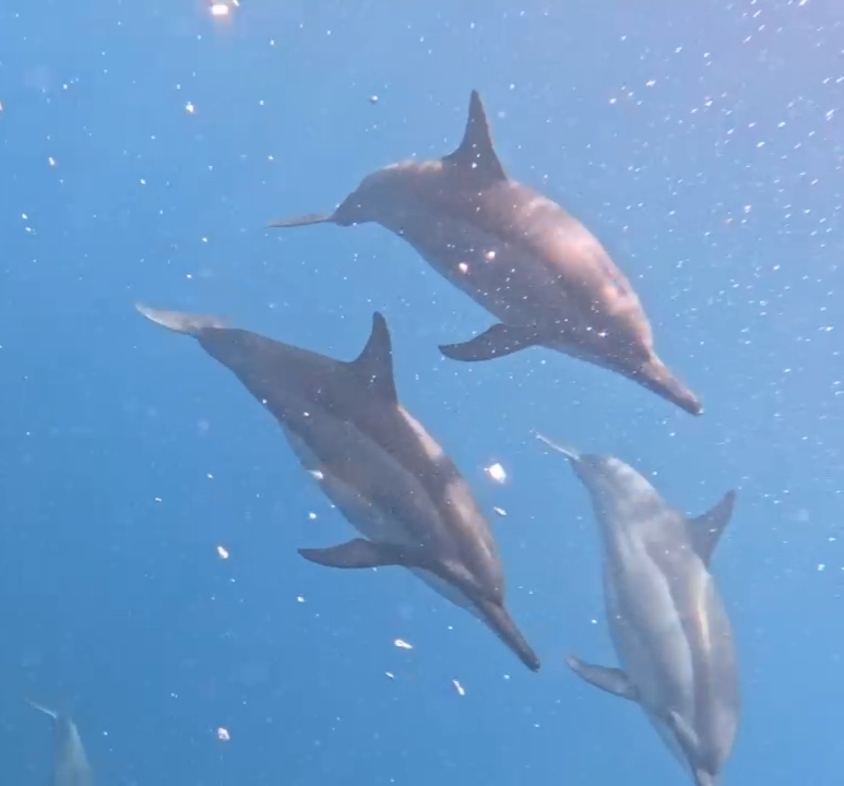Excursion matinale d'observation des dauphins – Départ de la jetée de Tamarin ou Black River (photo 3)