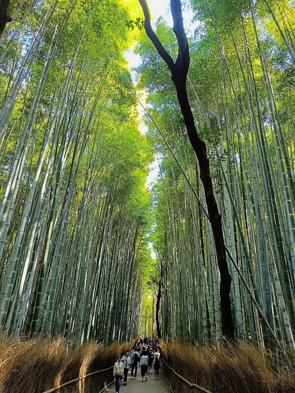 Forêt de bambou d'Arashiyama – Arashiyama, Kyoto (photo 1)