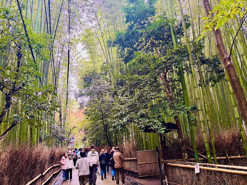 Forêt de bambou d'Arashiyama – Arashiyama, Kyoto (photo 2)