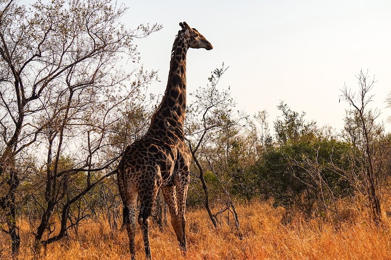 Game Drive Matinal - Big Five Safari – Sabi Sands Private Game Reserve (photo 3)
