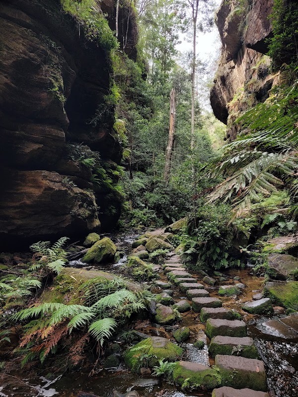 Grand Canyon Walking Track – Blue Mountains National Park, Evans Lookout Rd, Blackheath NSW 2785, Australia (photo 2)