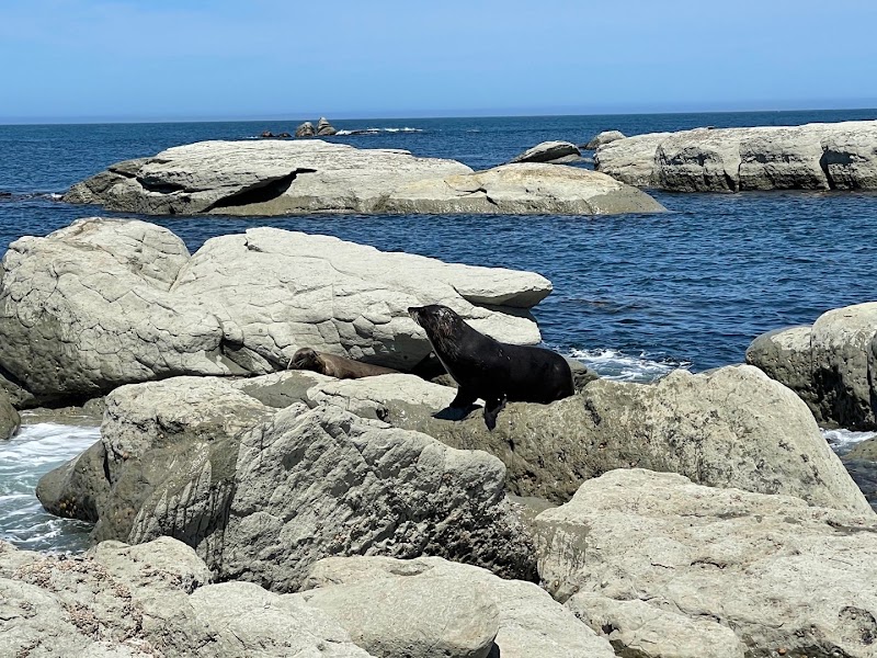Kaikoura Peninsula Walkway – Point Kean, Kaikoura, Nouvelle-Zélande (photo 3)