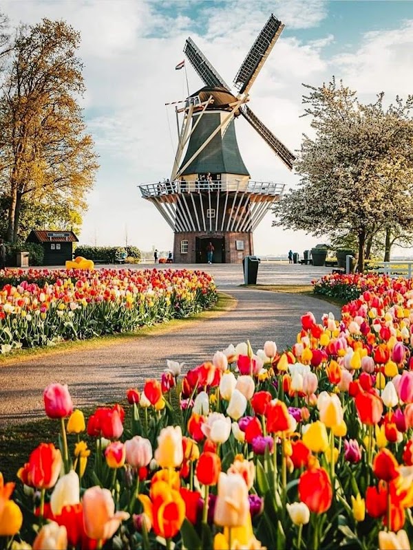 Keukenhof Gardens – Lisse, Pays-Bas (photo 2)