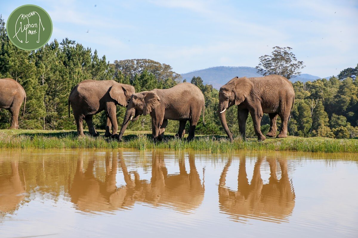 Knysna Elephant Park - Hand Feeding – Knysna, Route des Jardins (photo 1)