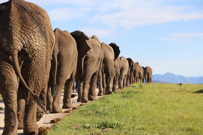 Knysna Elephant Park - Hand Feeding – Knysna, Route des Jardins (photo 2)