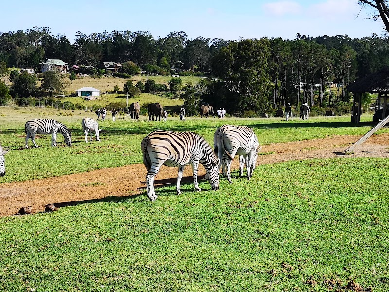 Knysna Elephant Park - Hand Feeding – Knysna, Route des Jardins (photo 3)