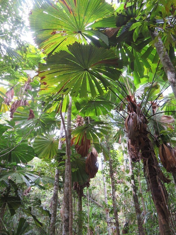 Licuala Day Use Area – Tully Mission Beach Rd, Wongaling Beach QLD 4852, Australia (photo 1)