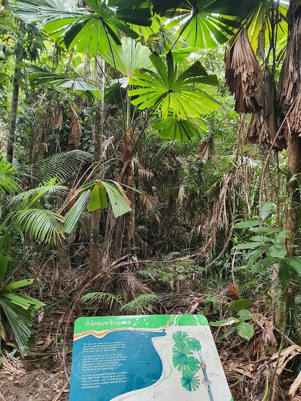 Licuala Day Use Area – Tully Mission Beach Rd, Wongaling Beach QLD 4852, Australia (photo 2)