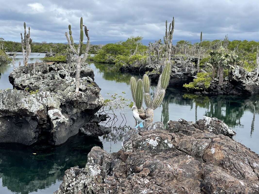 Los Túneles Snorkeling Full-Day Excursion – Los Túneles, Isabela Island (photo 1)