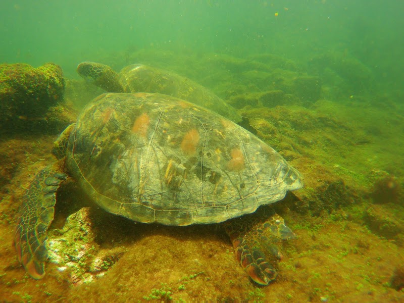 Los Túneles Snorkeling Full-Day Excursion – Los Túneles, Isabela Island (photo 2)