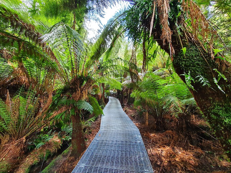 Maits Rest Rainforest Walk – Maits Rest, Great Otway National Park (photo 2)