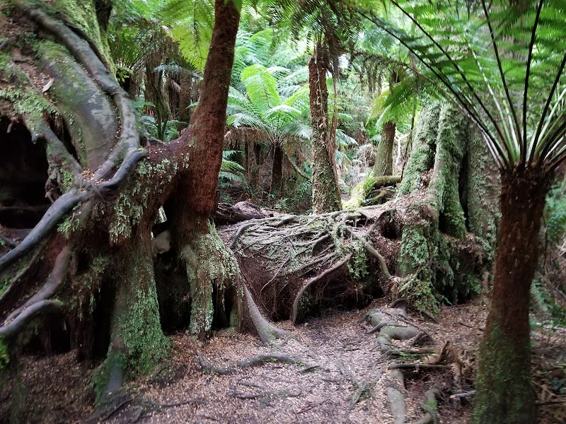 Maits Rest Rainforest Walk – Maits Rest, Great Otway National Park (photo 3)