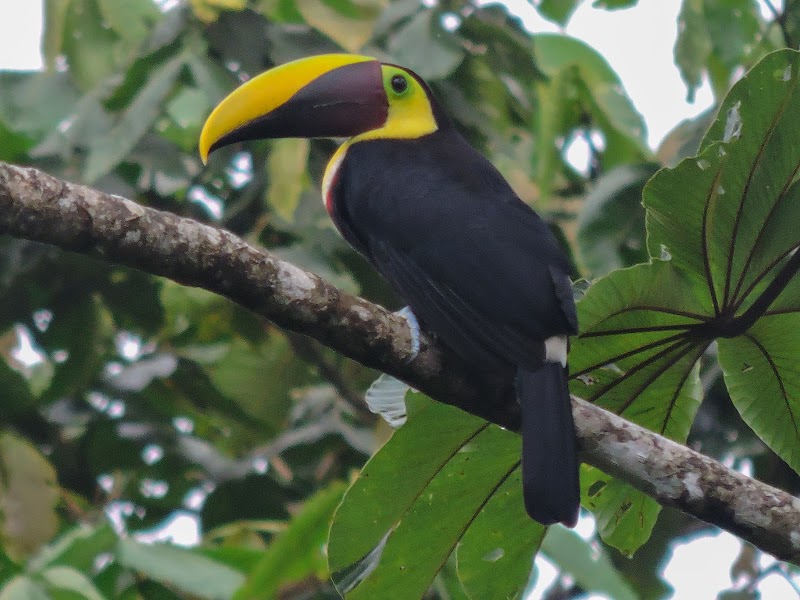Manuel Antonio 10-in-1 Tour (zip-line, rappel, chutes) – Adventure Park Manuel Antonio, Manuel Antonio (photo 2)