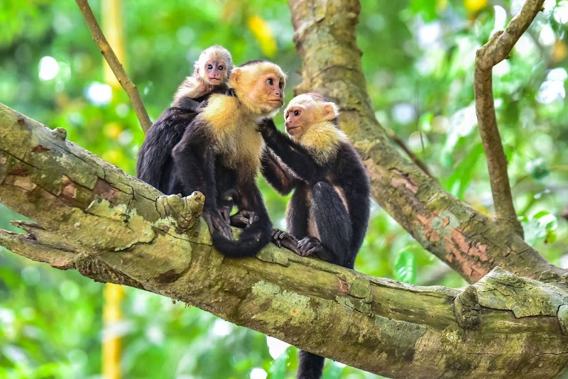 Manuel Antonio 10-in-1 Tour (zip-line, rappel, chutes) – Adventure Park Manuel Antonio, Manuel Antonio (photo 3)