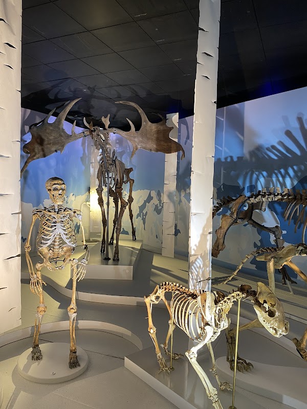 Muséum de Toulouse – 35 Allées Jules Guesde, 31000 Toulouse (photo 3)