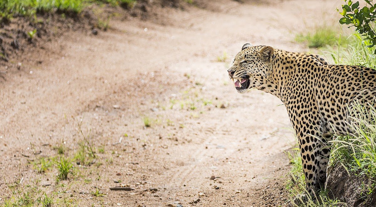 Night Drive Safari – Sabi Sands Private Game Reserve (photo 1)