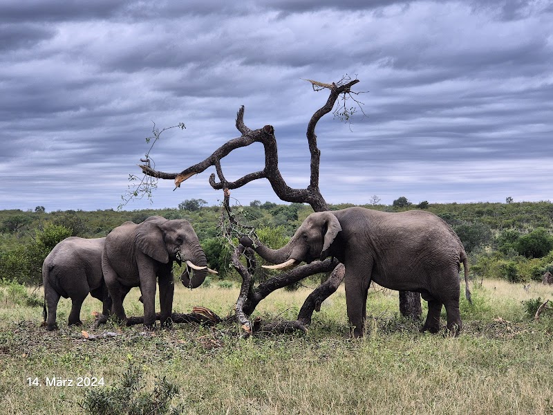 Night Drive Safari – Sabi Sands Private Game Reserve (photo 2)