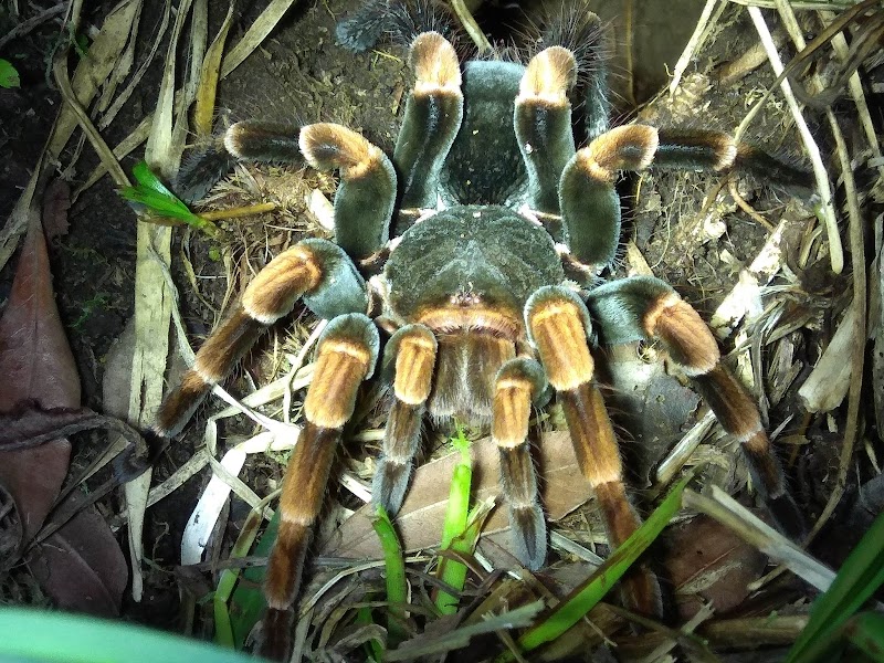 Night Walk - Observation faune nocturne – Private Reserve Monteverde, Monteverde (photo 2)