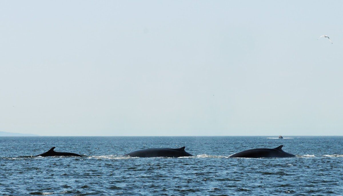 Observation baleines Parc Marin Saguenay-Saint-Laurent – La Malbaie, Charlevoix (photo 1)