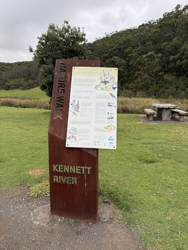 Observation koalas Kennett River – Kennett River Koala Walk, Kennett River (photo 1)