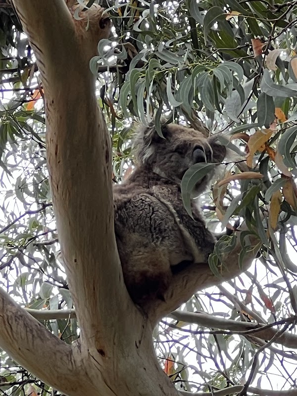 Observation koalas Kennett River – Kennett River Koala Walk, Kennett River (photo 2)