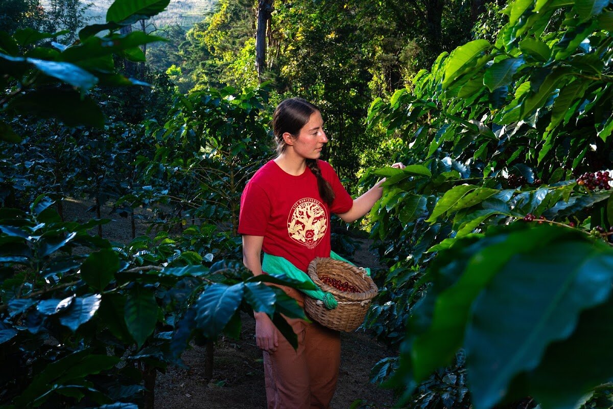 Café Monteverde – Monteverde, Costa Rica (photo 1)