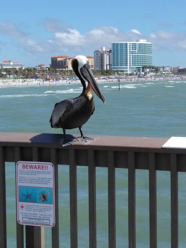 Pier 60 Sunset Celebration – Pier 60, Clearwater Beach (photo 3)