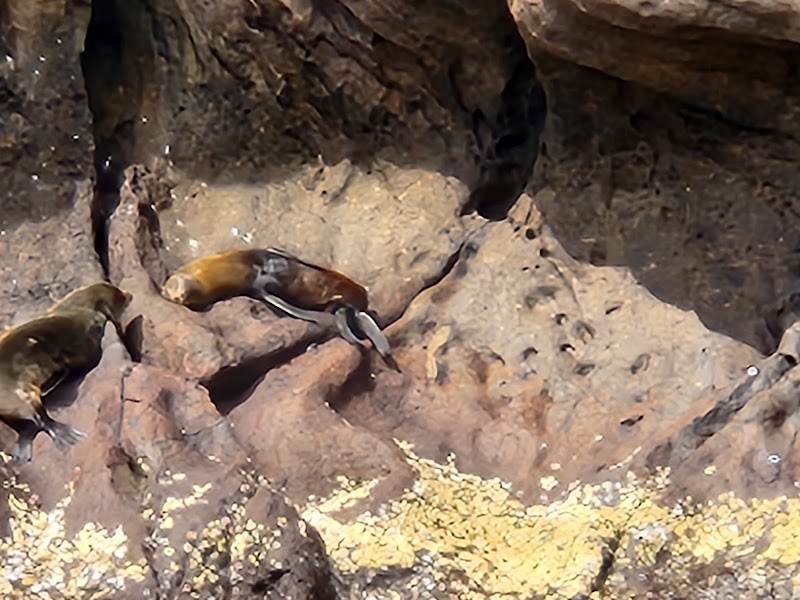 Plongée Gordon Rocks (2 immersions) – Gordon Rocks, Santa Cruz, Galápagos (photo 3)
