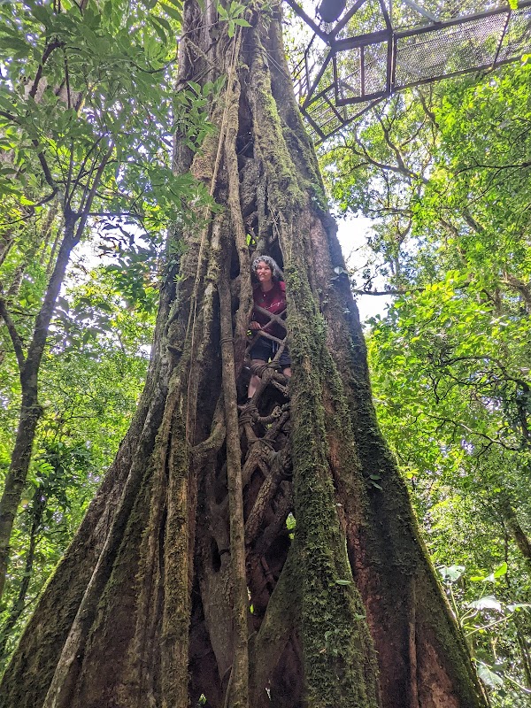 Ponts suspendus Sky Walk Monteverde – Sky Walk Monteverde, Monteverde (photo 3)