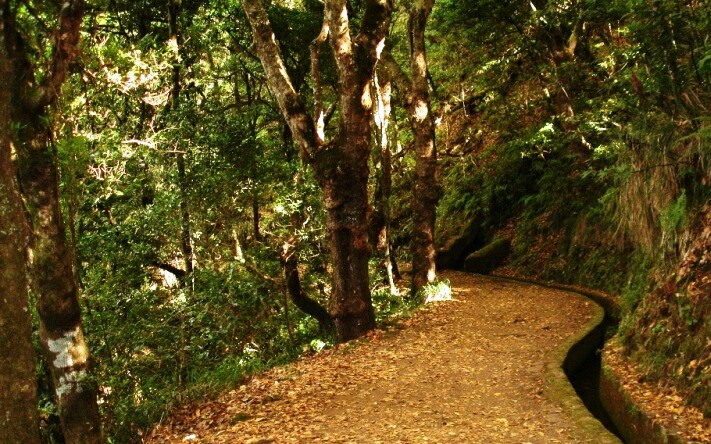 Promenade sur la Levada dos Balcões – Ribeiro Frio (route régionale ER 103), Madère, Portugal (photo 3)