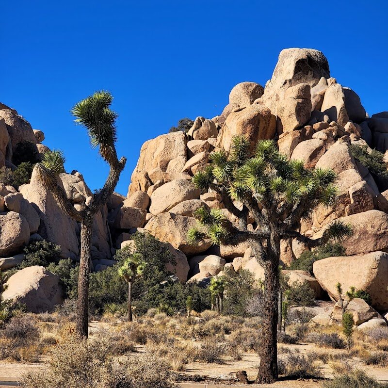 Randonnée Hidden Valley Nature Trail – Joshua Tree National Park, Californie (photo 1)