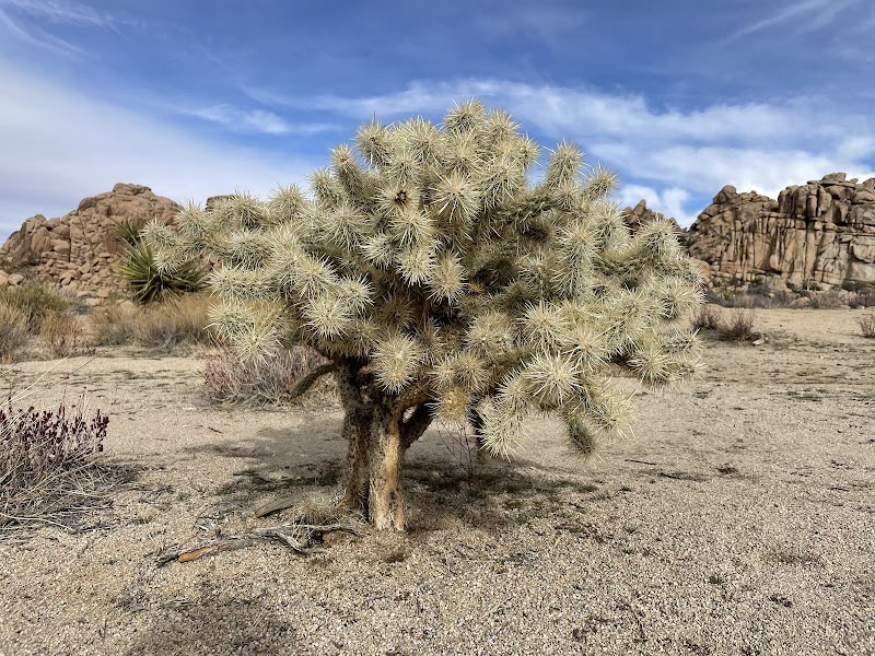 Randonnée Hidden Valley Nature Trail – Joshua Tree National Park, Californie (photo 3)