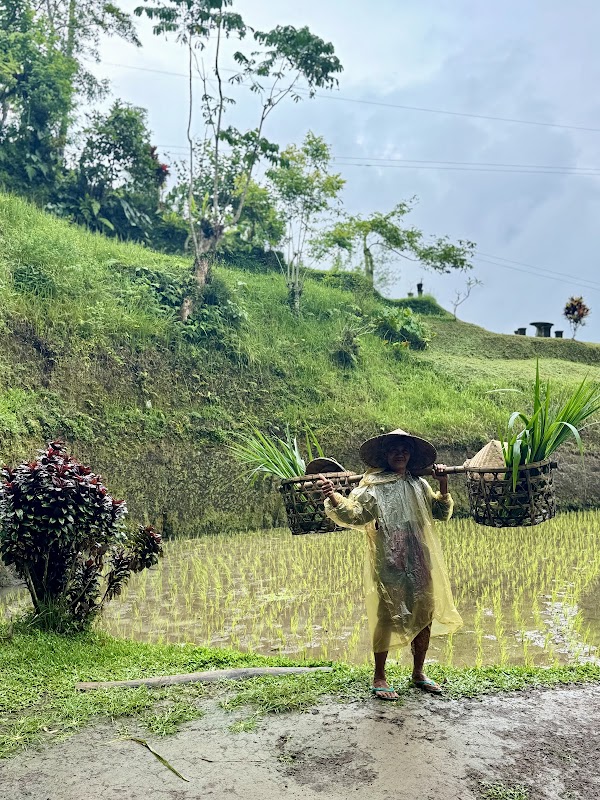 Randonnée rizières Tegalalang – Tegallalang, Bali (photo 2)
