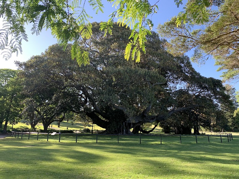 Royal Botanic Garden Sydney – Mrs Macquaries Rd, Sydney NSW 2000, Australia (photo 3)