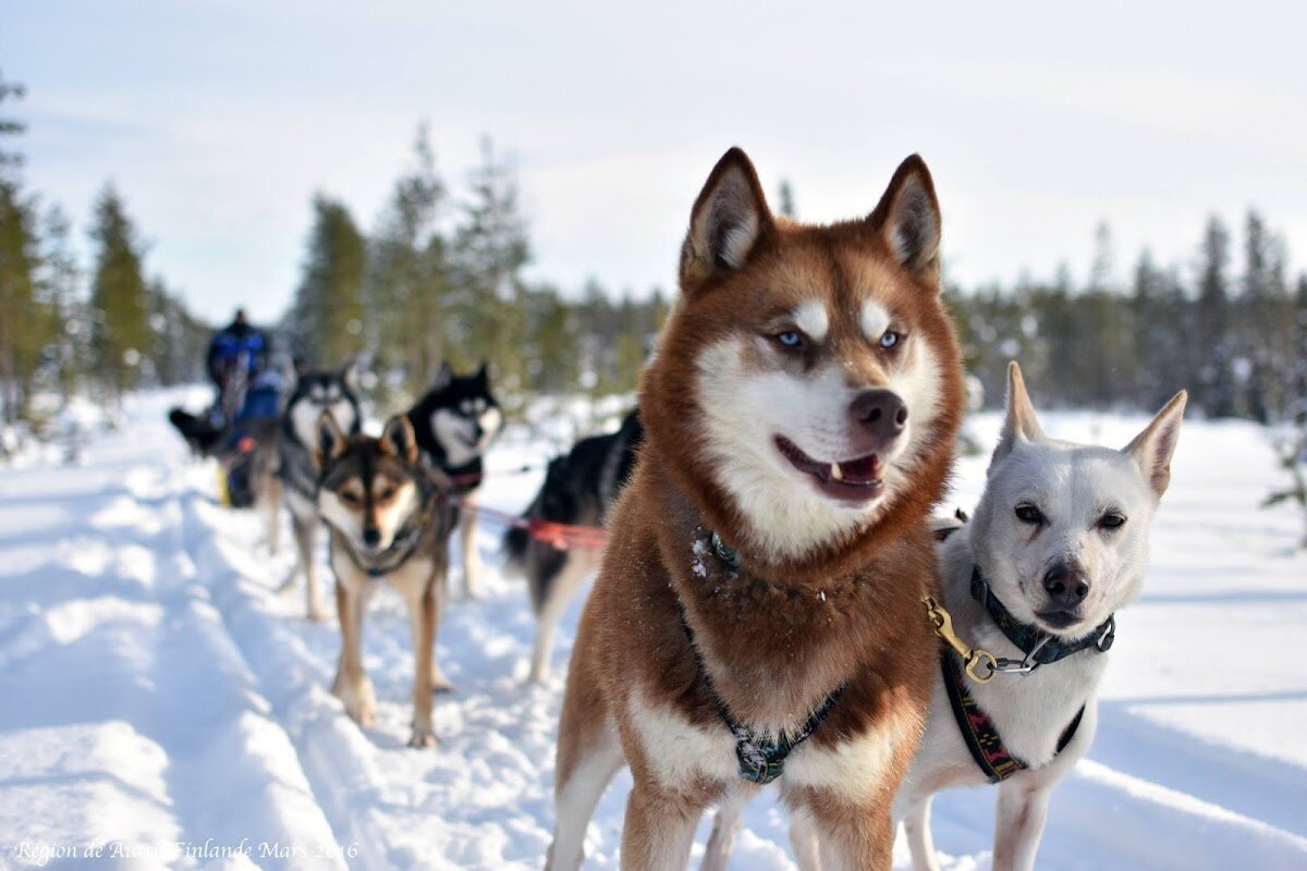 Safari en chiens de traîneau – Forêt boréale, Rovaniemi (photo 1)