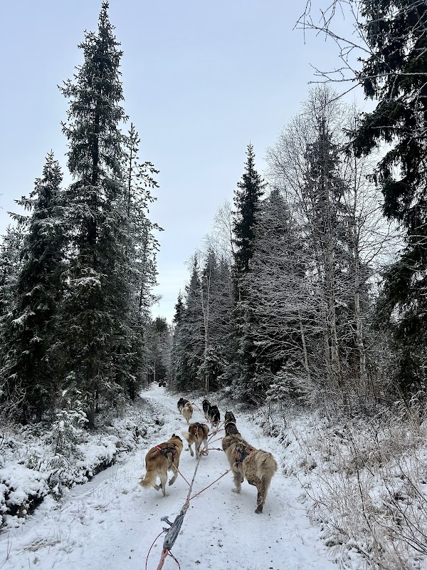 Safari en chiens de traîneau – Forêt boréale, Rovaniemi (photo 2)